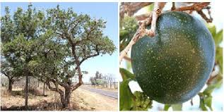 Image result for Strychnos cocculoides