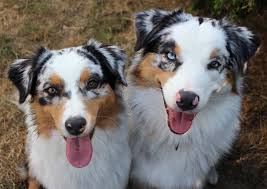 See more ideas about australian shepherd, shepherd, australian. Aartal Aussies De Uber Uns