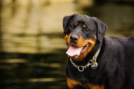 Macar, kırma rottweiler cinsleri gibi konuları derledik. Rottweiler Rottie Full Profile History And Care