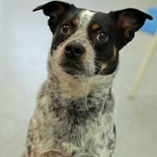 Adopt Riley On Petfinder Australian Cattle Dog Mix Cattle Dogs Mix Cattle Dog