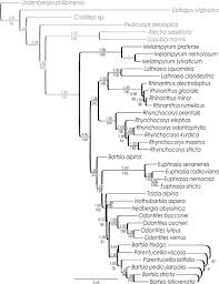 Image result for Sopubia mannii
