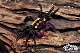 Vampire Crab Geosesarma Sp Caresheet Crab Weird Sea Creatures Deep Sea Creatures