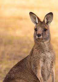 Kangaroo, any of six large species of australian marsupials noted for hopping and bouncing on their hind legs. Kangaroo Factsheet 2017 Viva The Vegan Charity