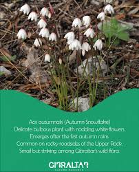 Image result for Dierama parviflorum