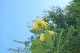 20140918 艷陽下的黃蟬花 今天早上突然得閒 想起相簿裡沒多少照片了 便去老街溪公園走走 結果幾乎所有植物都奄奄一息 我也越走越熱 越拍越暈 好恐怖的秋老虎啊 好處是 照片通通不用修 太陽無死機 是說我現在也沒啥在修了 相機摸熟一點還是有好處的xddd plants