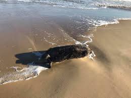 Il pescatore e l'incontro che non ti aspetti in alto mare. Termoli Arriva In Riva Al Mare Rinvenuto Un Cinghiale Morto Sul Litorale Nord Le Foto