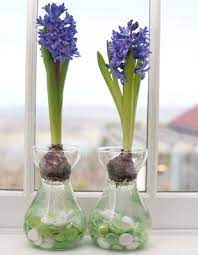 How To Grow Hyacinths Indoors P Allen Smith