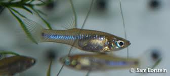 Image result for Gymnosporia gracilipes