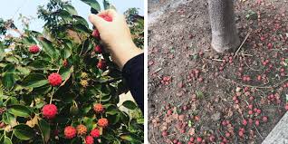 Meanwhile, boil water and wash canning jars all over with boiling water. Add Dogwood Fruit To Your Forage List This Year Philadelphia Orchard Project