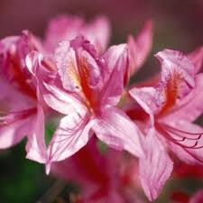 Azalea Lights Northern Lights Friends School Plant Sale