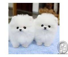 However, this does not mean that they do not need responsible owners. Teacup Pomeranian Dog Price In India