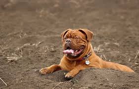 List of dogue de bordeaux mix breed dogs. Hd Wallpaper Dog Large Dogue De Bordeaux Dog De Bordeaux French Mastiff Wallpaper Flare