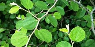 Lalu taburkan daun kari ke dalam wajan. Ini Manfaat Air Rebusan Daun Bidara Beritalima Com