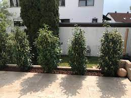 An und für sich ist eine lorbeerkirsche sehr pflegeleicht, allerdings wird von zeit zu zeit ein schnitt fällig, damit sich die prächtige pflanze nicht zu sehr ausbreitet. Kirschlorbeer Lorbeerkirsche Genolia Prunus Laurocerasus Genolia Baumschule Horstmann