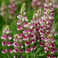 Avalune Red White Lupine Flower Seeds Annual Flowers Spring Blooming Flowers