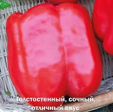 когда сажать сладкий перец на рассаду в 2019 году Obzor Novyh Sortov I Gibridov Percev I Baklazhanov Sezona 2016 2017 V 2020 G Vyrashivanie Tomatov Sovremennoe Sadovodstvo Sadovodstvo
