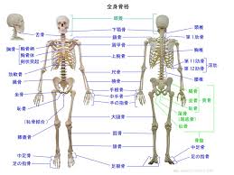 全身骨格の骨の名称 舌骨 浮肋 肋軟骨 恥骨結合なども記載しています bone name 人体 骨 人体解剖学