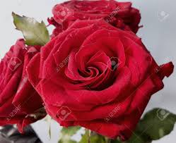 Are you searching for rose flower valentine png images or vector? Rose Flowers Closeup Red Roses Valentine S Day Stock Photo Picture And Royalty Free Image Image 127412490