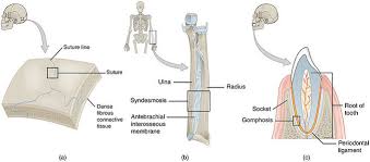 Classification Of Joints Boundless Anatomy And Physiology