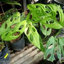 Jual Monstera Bolong Kota Makassar Cv Ary Gasebo Tokopedia
