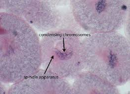 In such cells, during spindle formation, a clear zone appears around the nucleus. Description