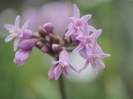 Image result for Tulbaghia fragrans
