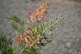 Image result for Pimpinella robynsii