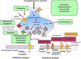 Image result for Status Epilepticus