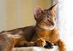 The Top 10 Smartest Cat Breeds In The World - CatTime
