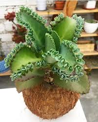 A Imagem Pode Conter Planta E Comida Plantas Suculentas Suculentas Interior Cactos E Suculentas
