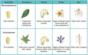 English meaning of akar , akar meaning in english, akar translation and definition in english language. Gambar Akar Tunggang Dan Akar Serabut Guru Galeri