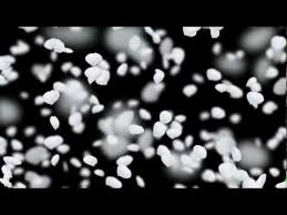 Black Background With Rose Petals Free Wedding Background Full Hd Falling Flower Petals White Animation Rose Petals Falling Black And White Flowers Flower Petals