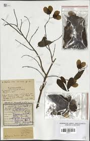 Image result for Hymenocardia