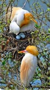 Bird Of Prey That Feeds On Fish 6 Letters Pin By Brankica Jaksic On Birds Beautiful Birds Birds Pet Birds