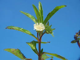 Image result for Eclipta