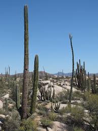 Su origen se encuentra en el este de áfrica y en el sur de arabia. Desierto California Cactus Paisaje Naturaleza Seco Escenico Paisaje Desertico Mexico Baja Al Aire Libre Pikist