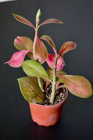 Image result for Synadenium