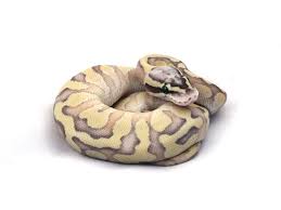 Nuclear Superfly Enchi Morph List World Of Ball Pythons Pet Snake Ball Python Animals