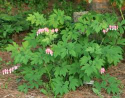 Cut back hard in early spring and again if needed in early fall. Bleeding Heart Dicentra Spectabilis Wisconsin Horticulture