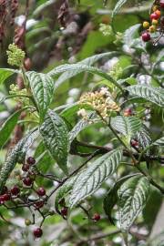Image result for Psychotria heterosticta