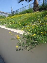 Image result for Lotus corniculatus