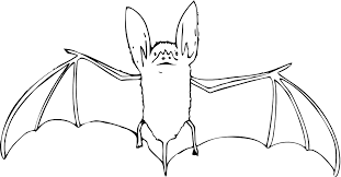 Download Net Clip Art Bat Black White Art Elish Halloween Svg Fruit Bat Clipart Black And White Png Image With No Background Pngkey Com Find this pin and more on line drawings for literacy by jennifer searcy. download net clip art bat black white