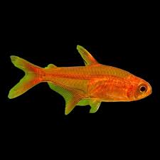 Ember Tetras: Need A Bit Of Fire In Your Aquarium? | My Aquarium Club