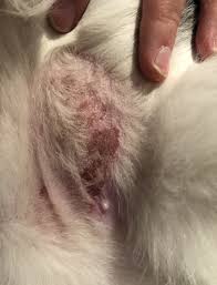 Numerous underlying causes may be to blame for a bald spot on cat ranging from allergies to fleas and ringworms. Why Does My Cat Lick Her Belly Until Sore Pets Stack Exchange
