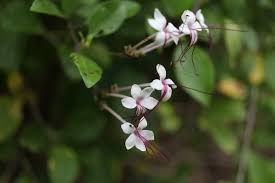 Image result for Desmodium uncinatum