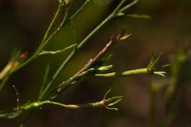 Image result for Gunillaea rhodesica