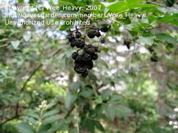 Naturehills.com has been visited by 10k+ users in the past month Plant Identification Closed Shrub With White Flowers Shriveled Black Berries 1 By Wee Heavy