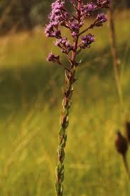 Image result for Triclisia