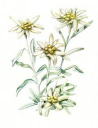 7 Paper Ideas Edelweiss Flower Alpine Flowers Botanical Prints 157 free images of edelweiss. edelweiss flower alpine flowers