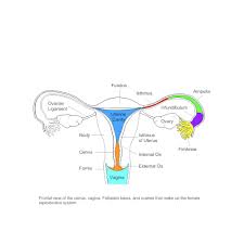 Female reproductive system (labelled), illustration. Female Reproductive System Diagram Labeled Unique Diagrams Of The Female Reproductive System Female Reproductive System Reproductive System Uterus